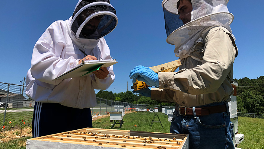 Honey-bee-colony-management