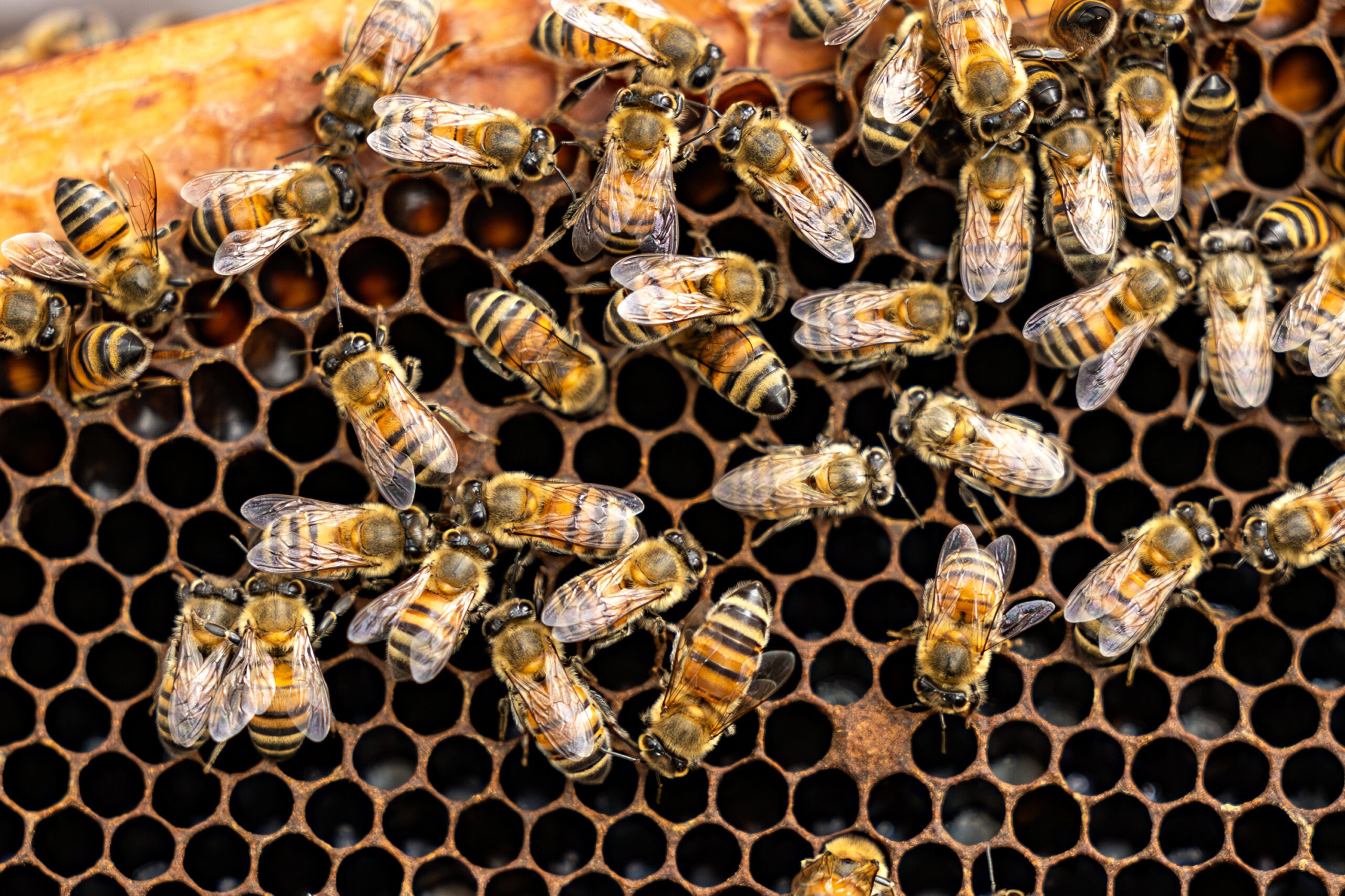 20240726-beekeeping11-scaled