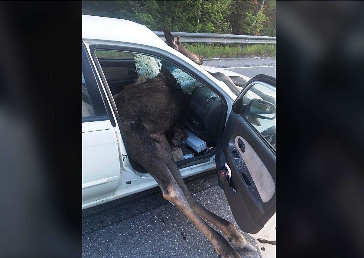 moose-crash-Aroostook_7_11zon