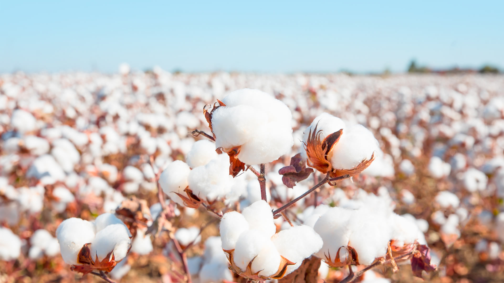 Cotton-Field
