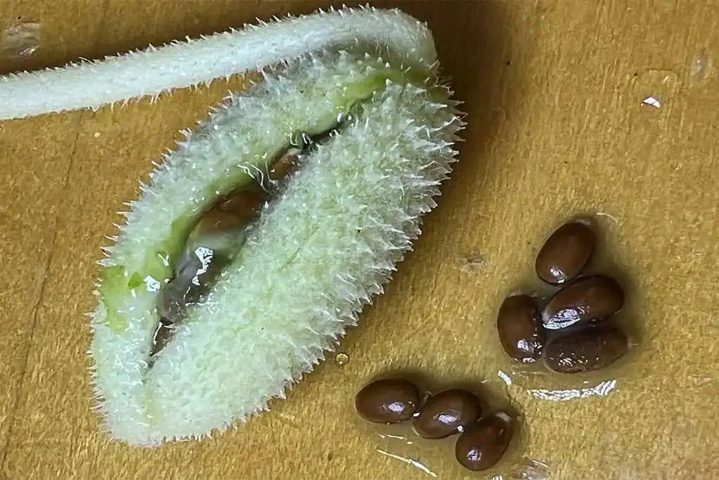 squirting-cucumber-seed-dispersion-1-1024x683_4_11zon