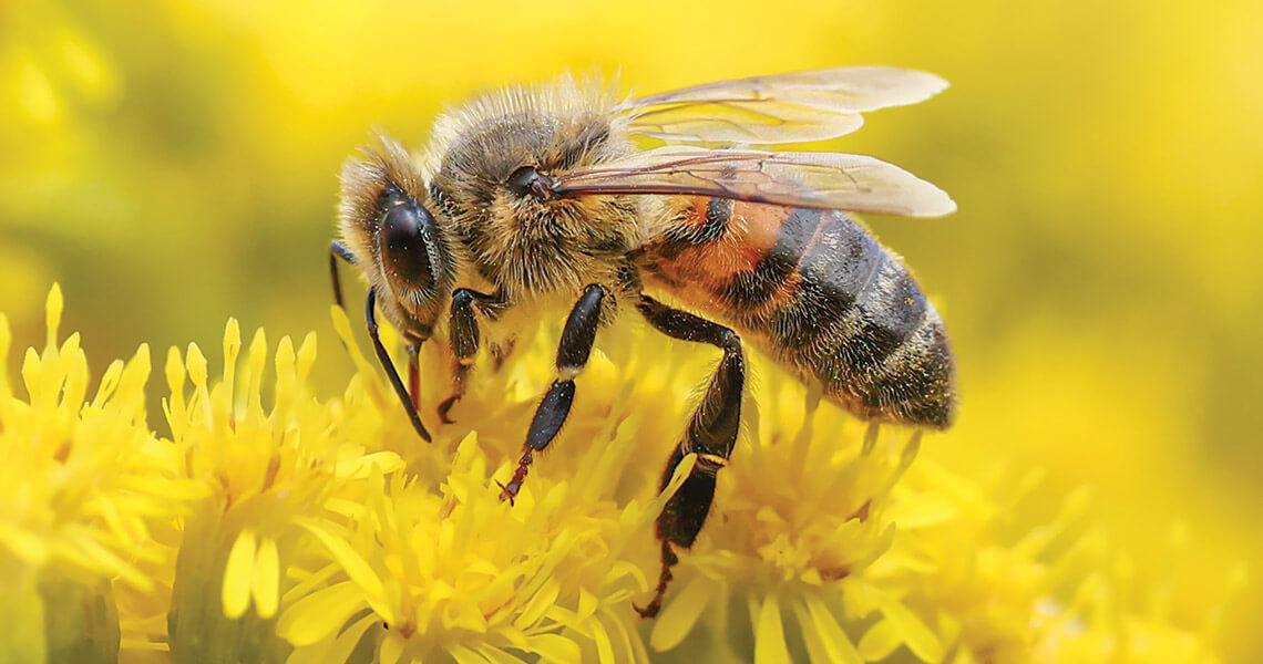 AUG24-NC-Icons_Honeybees_Close-up-on-Yellow-Flowers__GettyImages