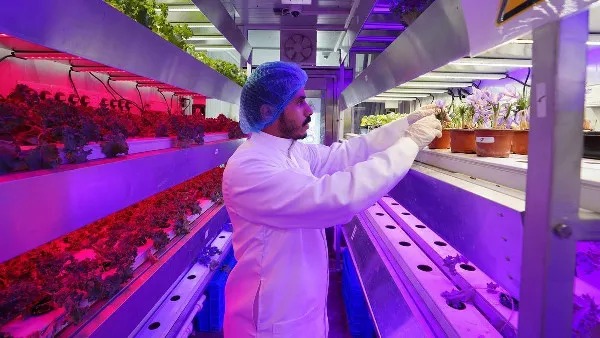 saffron-cultivation-1741561578609-600x340_11zon