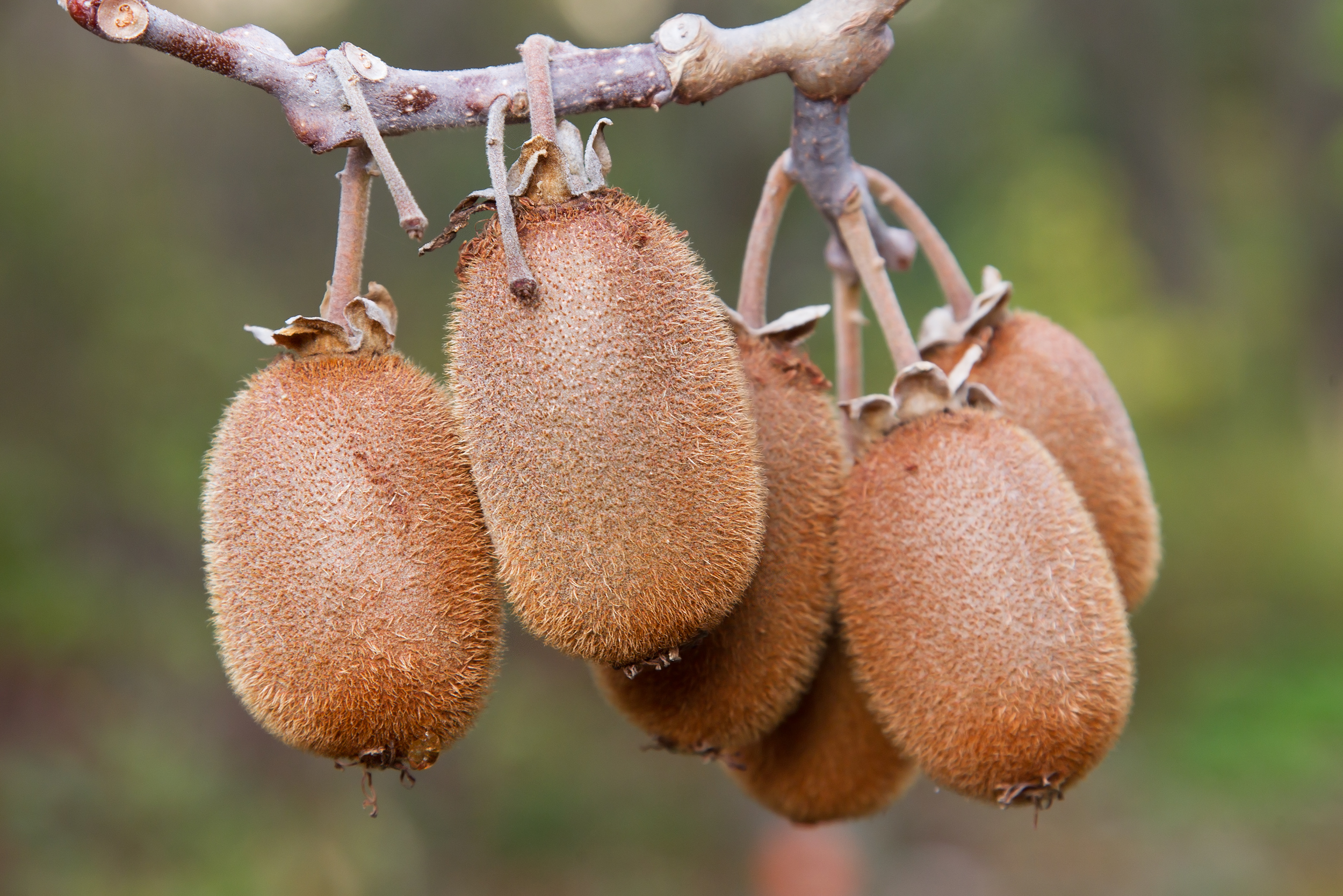 Actinidia_chinensis_-_Austins_Ferry