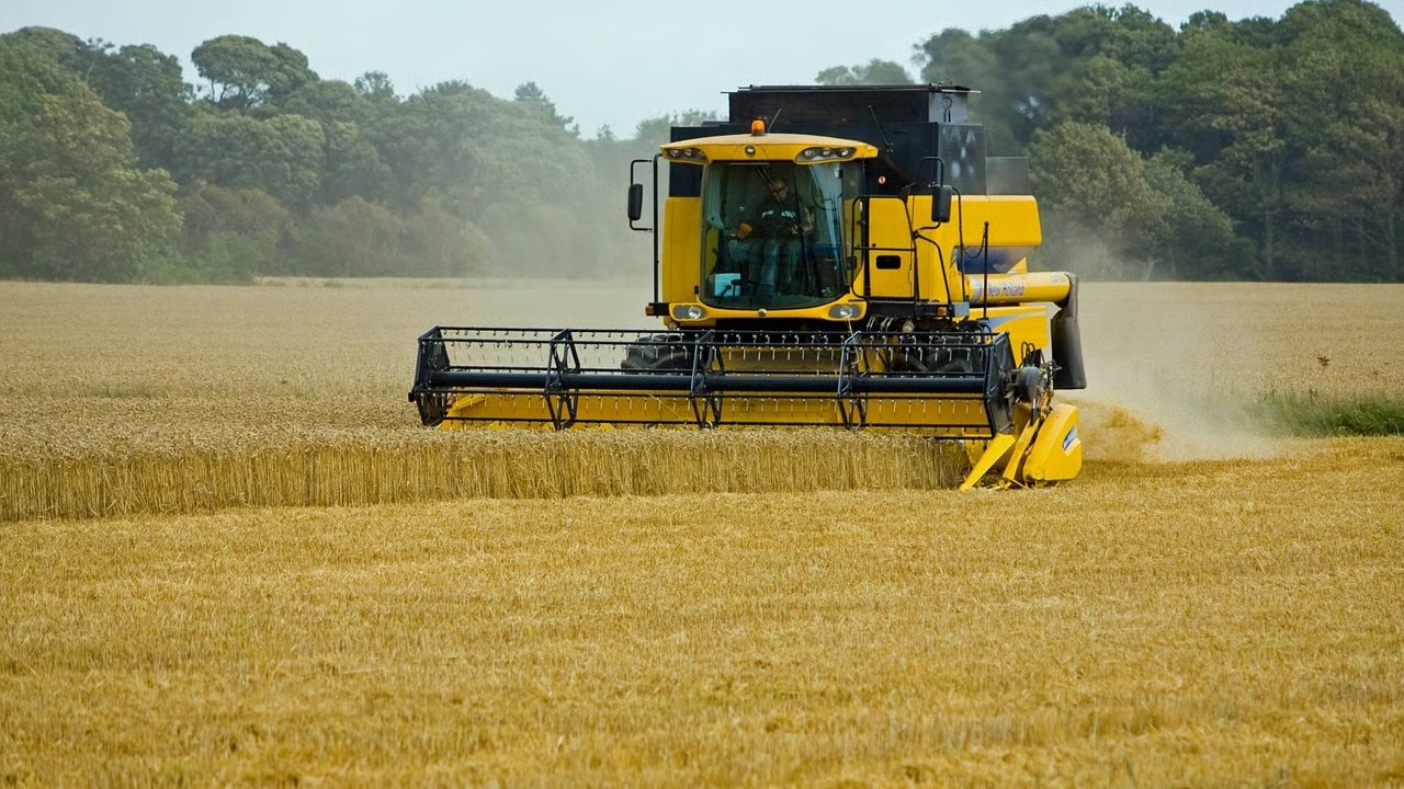 wheat-317021_1280_11zon
