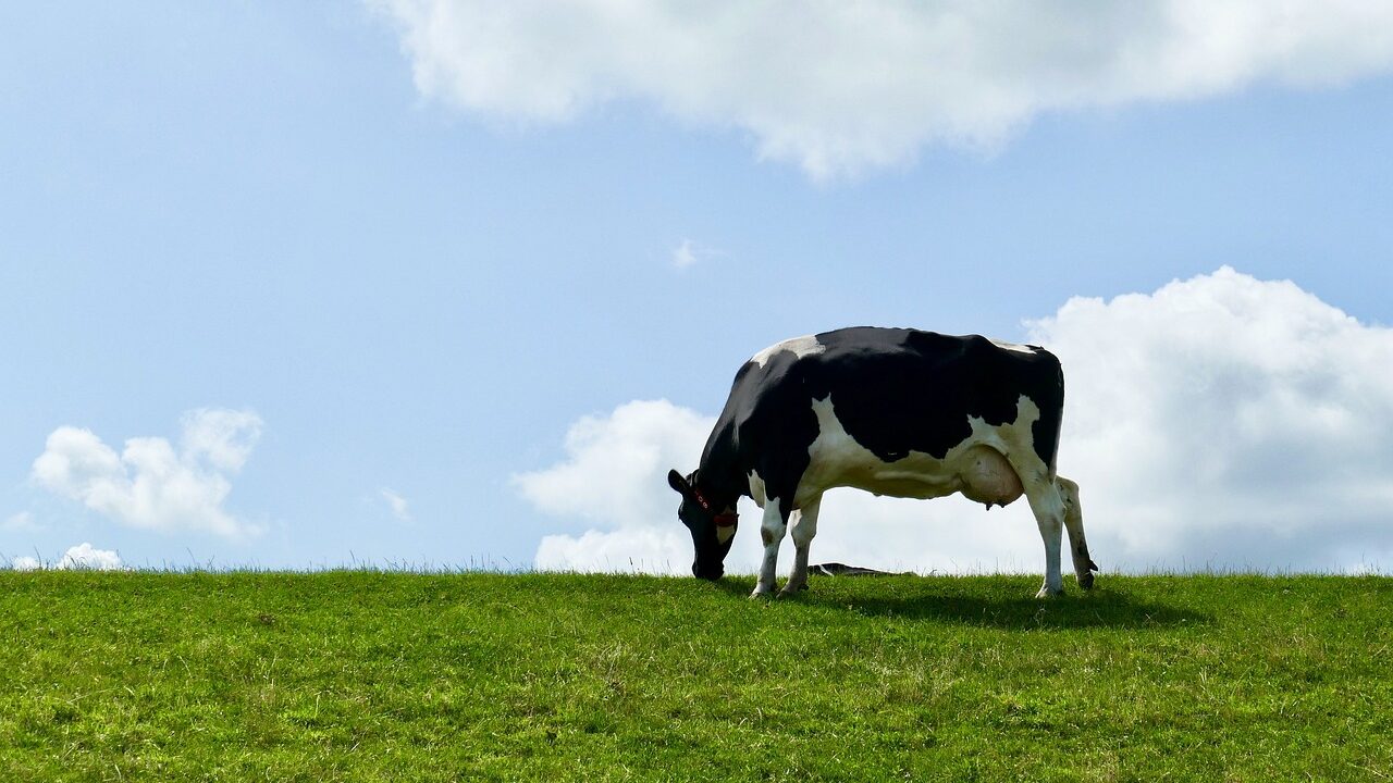 cow-4391551_1280-1-1280x720
