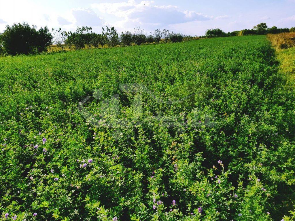 alfalfa-field-1024x768