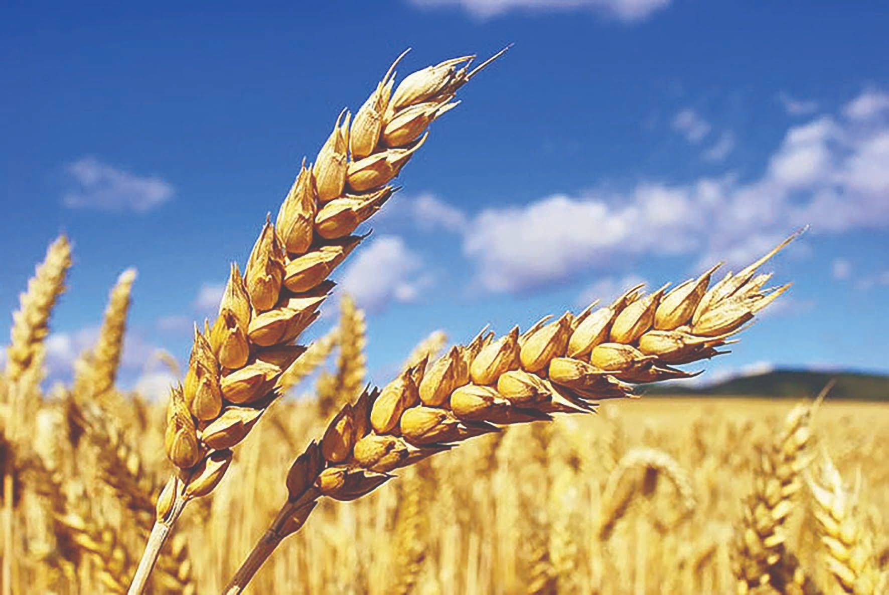 گندم-با-خون-دل-راهی-شد