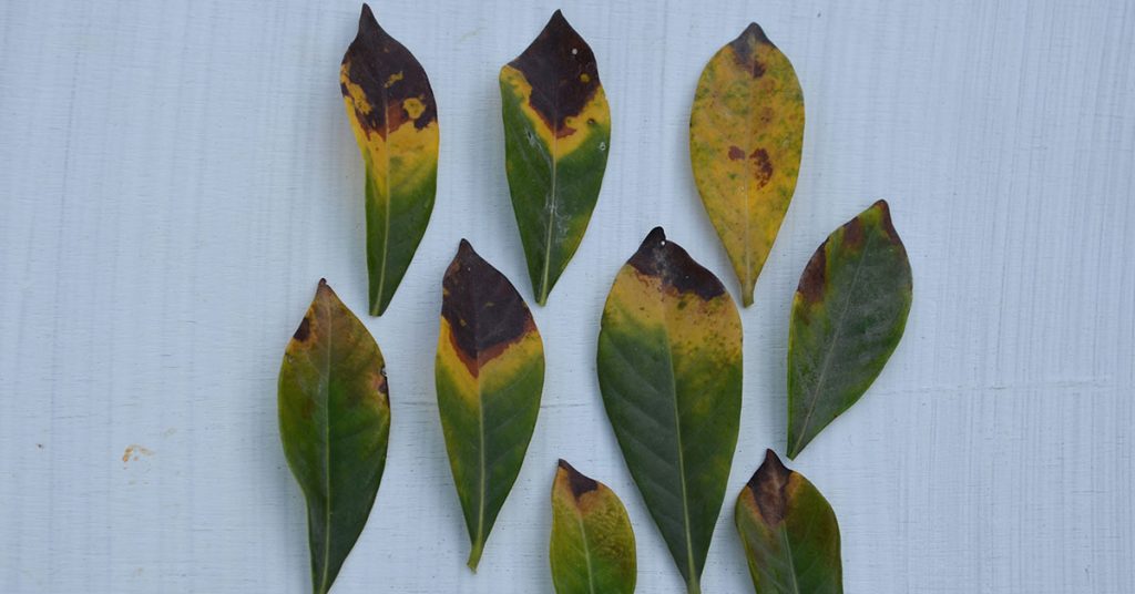 gardenia-leaves-turning-yellow-1024x536