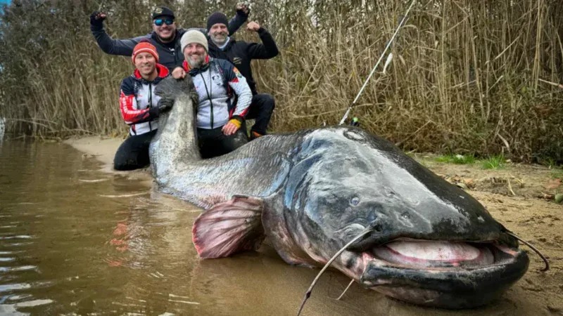 world-record-Wels-catfish-800x450_11zon