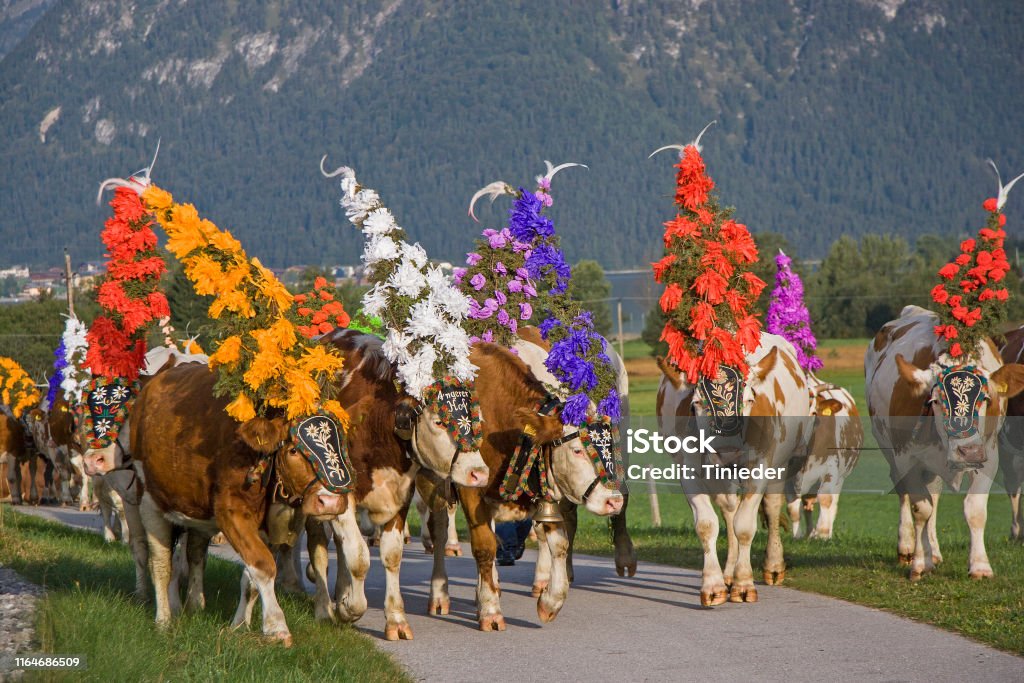 istockphoto-1164686509-1024x1024