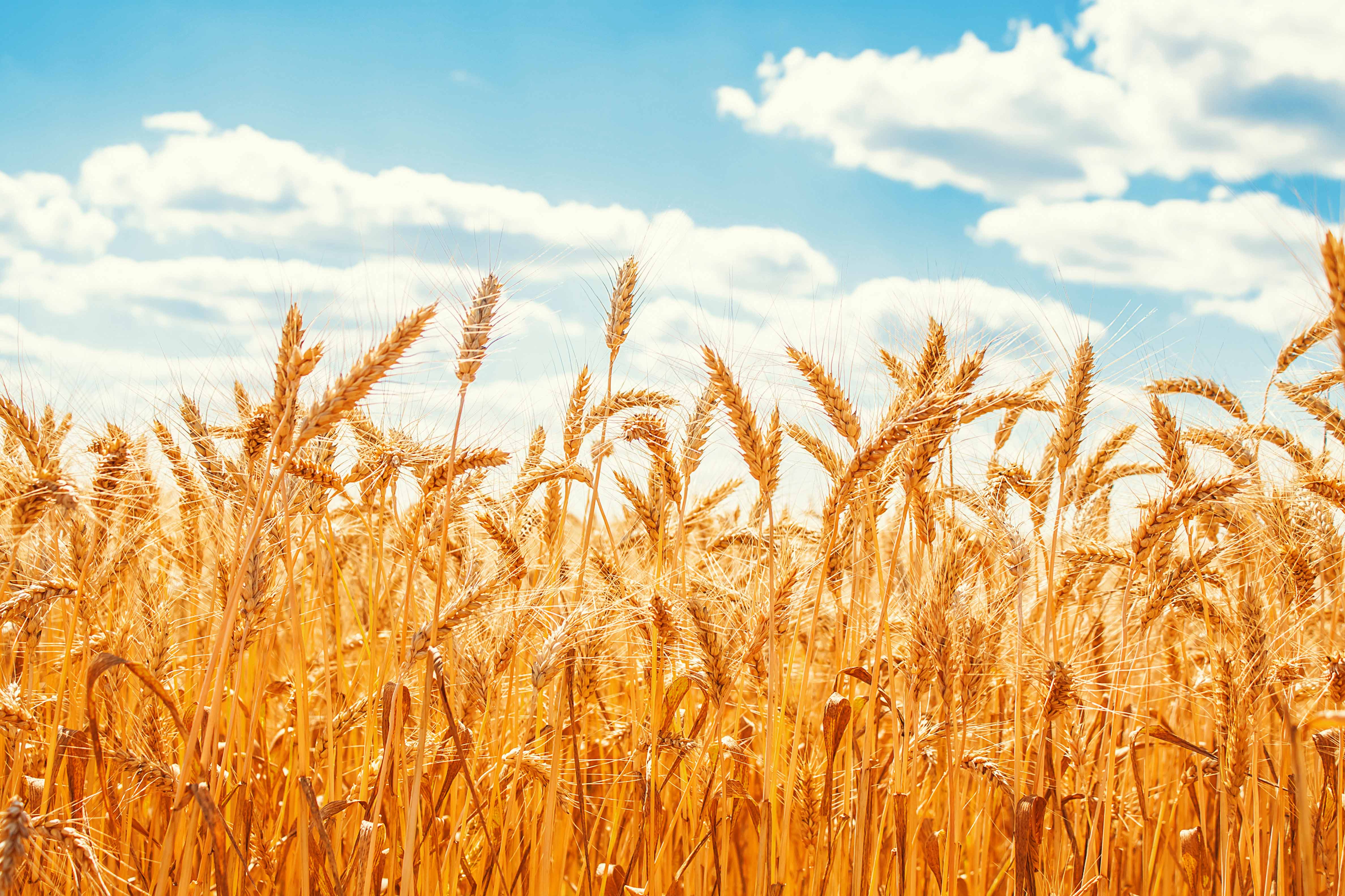 Wheat