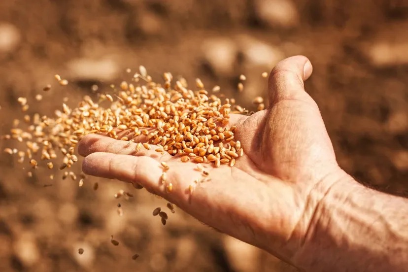 seeds-68baec275e28440e5b5a5abc_2_11zon