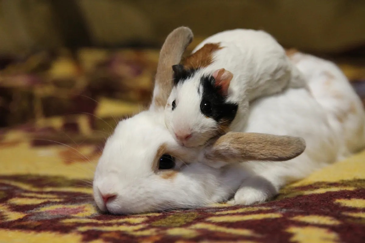 pets-l_11zon