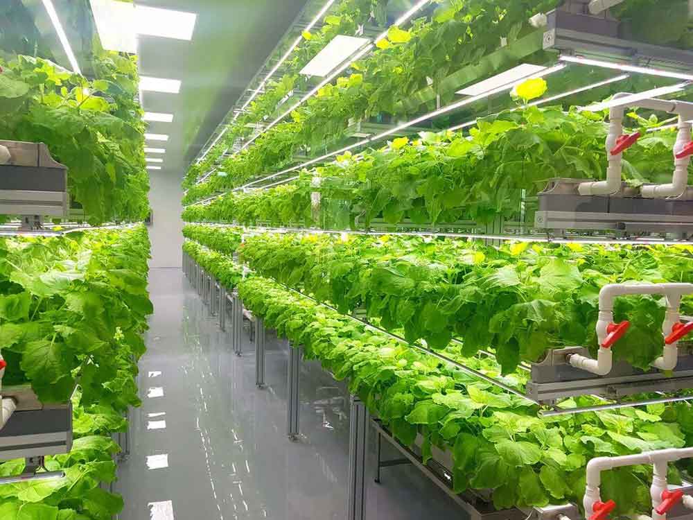 Advantages-of-vertical-farming