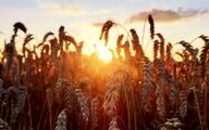 تغییرات اقلیمی چه معنایی برای کشاورزی دارد؟ غذای کمتر و انتشار آلاینده بیشتر