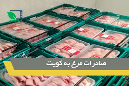 صادرات مرغ و تخم‌مرغ به کویت آزاد شد