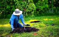 استفاده از پساب شهری برای کاشت یک میلیارد درخت