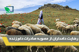 رضایت دامداران از مصوبه صادرات دام
