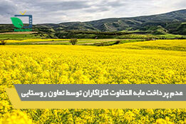 عدم پرداخت مابه التفاوت کلزاکاران توسط تعاون روستایی