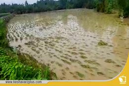 خسارت سیل به شالیزارهای مازندران