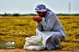 برداشت شَلتوک در خرمشهر