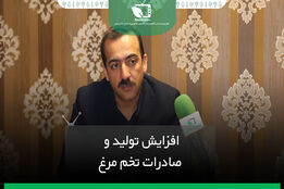 افزایش تولید و صادرات تخم مرغ
