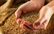 نرخ منطقی گندم چقدر است؟