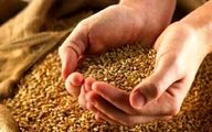 نرخ منطقی گندم چقدر است؟
