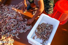 صید میگو در بوشهر