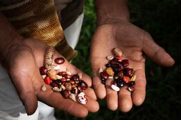 چرا «نگهبانان بذر» در کلمبیا با استفاده از محصولات تراریخته مبارزه می‌کنند

