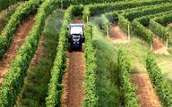 تحول در تاک‌داری دقیق با فناوری‌های نوین در Enovitis 2025
