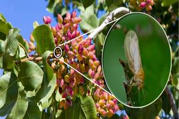 آفت‌کش گیاهی پسیل پسته؛ دستاورد مشترک علم دولتی و نوآوری بخش خصوصی، اما با روایتی یک‌سویه