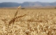 خسارت ۸۰ درصدی گندم دیم؛ تمام مزارع بیمه بودند
