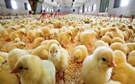 نقدینگی تولیدکنندگان پس از حذف ارز ترجیحی تامین می‌شود
