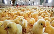 نقدینگی تولیدکنندگان پس از حذف ارز ترجیحی تامین می‌شود