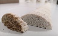 چگونه شرایط محیطی بر جوامع ریزجلبکی و مرجانی تأثیر می‌گذارد؟