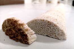 چگونه شرایط محیطی بر جوامع ریزجلبکی و مرجانی تأثیر می‌گذارد؟