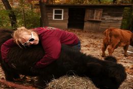 مهربانی را می‌شود لمس کرد؛ در آغوش یک گاو..!/تجربه‌ تعطیلات کریسمس در هوای سرد، بوی کاج و چراغ‌های چشمک‌زن