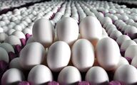 صادرات تخم مرغ دوباره آزاد شد