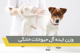 وزن ایده آل برای حیوانات خانگی