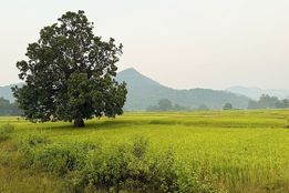 مزارع کوچک، دستاوردهای بزرگ اقلیمی: نتیجه مطالعه‌ ۹ ساله دانشمندان شورای تحقیقات کشاورزی هند (ICAR)