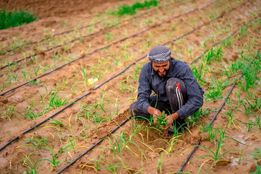 عراق توزیع یارانه آبیاری و کود را برای فصل کشت زمستانه آغاز می‌کند