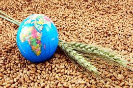 سیاست‌گذاری تهی از راهبرد؛ نقطه آغاز فروپاشی امنیت غذایی