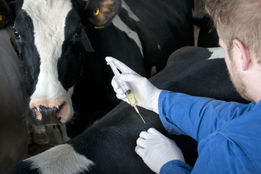 احترام به دامپزشکان و سایر رده‌های دامپزشکی؛ ضرورت فراموش‌شده!