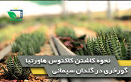 نحوه کاشتن کاکتوس