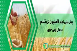 پیش بینی تولید 14 میلیون تن گندم در سال زراعی جاری