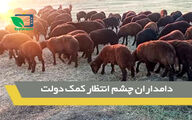 قیمت دام کاهشی است