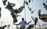 عشق بی‌پایان دهلی به کبوترها
