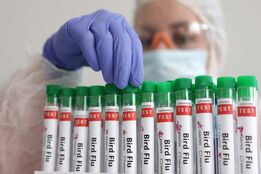 اطلاعیه رسمی دربارهٔ شیوع آنفلوآنزای پرندگان در ایران از نوع H5N1